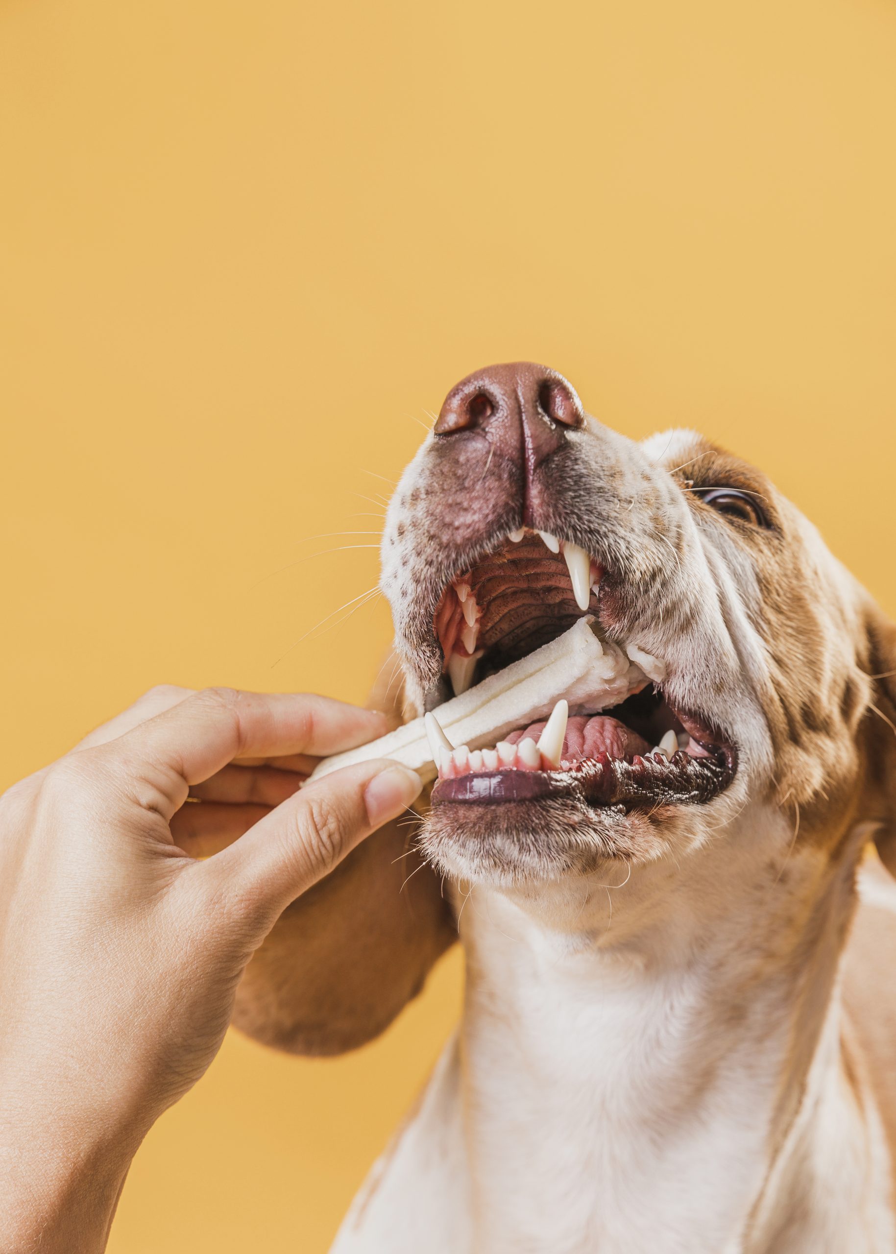 close-up-hand-taking-bone-from-funny-dog